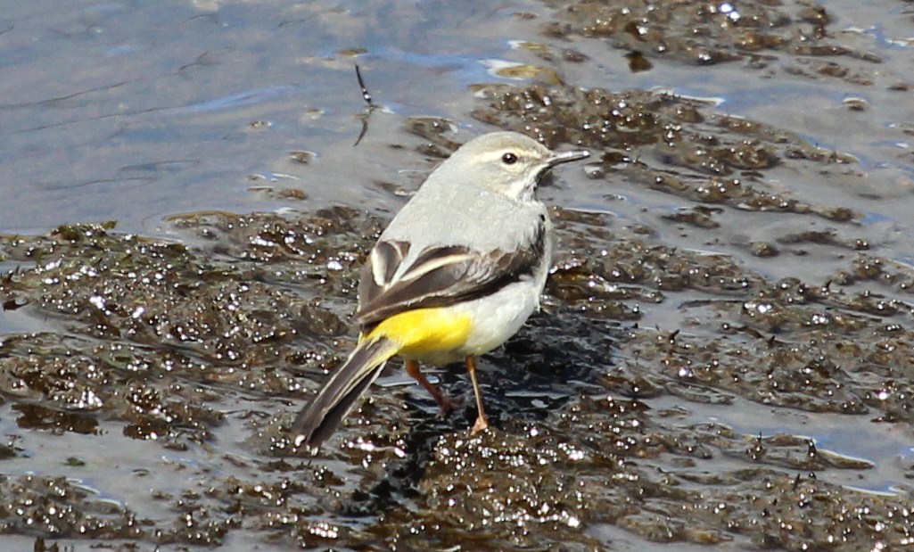 Grey Wagtail in Woodwick Burn